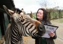 Annual audit at Marwell Zoo, Zoo registrar Debbie Pearson pictured counting the Hartmann's Zebras