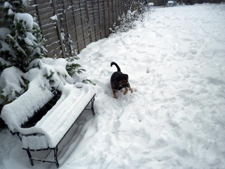 From sunshine Tenerife to Bitter cold Southampton this Bruce dog loves the snow!! Found in Tenerife 2 weeks old he is now loving his new life here even in the snow. By Echo reader Helen O'Donoghue.