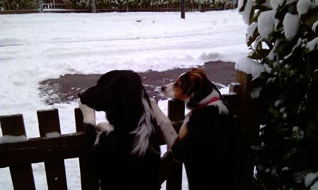 Dogs that have never seen snow before! By Echo reader Martin.

