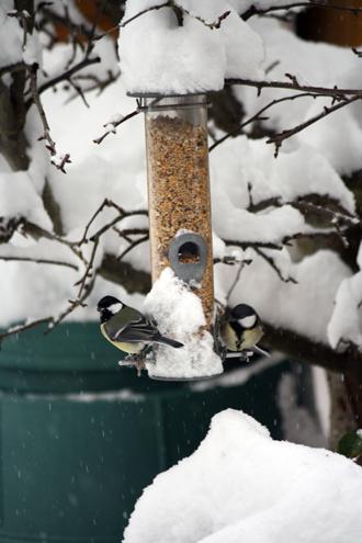 A photo captured of the Birds feeding on a Snow laden feeder in Echo reader Ian Bovey's back garden.