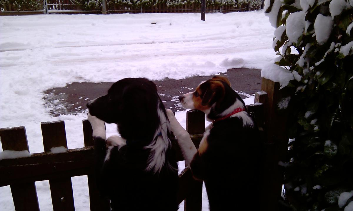 Martin's dogs have never seen snow before!