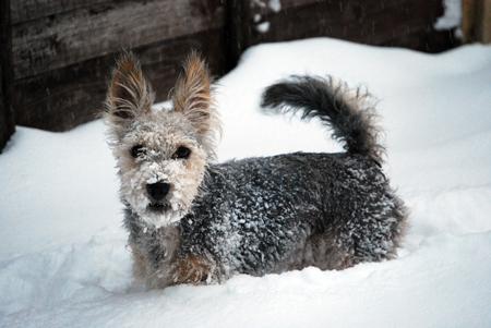 Dog JD enjoying the snow! by Echo reader Amanda Owen.