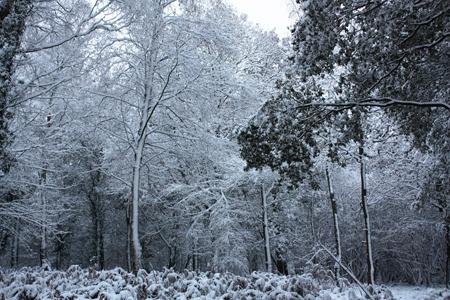Please find attached a photo of the woods in Whiteley this morning (03/12/2010). By Echo reader Julie.
