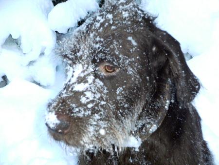 Our dog Dexter after doing a "Snow Plough" up the garden. By Echo reader Sarah from Netley Abbey.