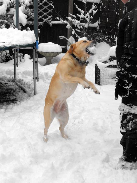 my dog Pebbles loves the snow and cant have to many snowballs to catch and play with. She thought it was christmas when i opened the back door this morning. Maria Walden.