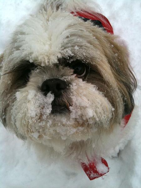 Snow pic by Echo reader Chloe Adams of Hedge End.