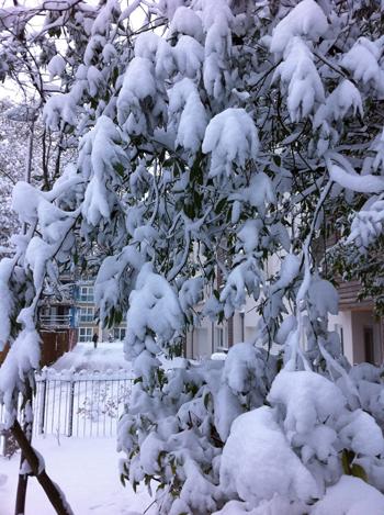 Snow pictures by Echo reader Natalie Kitcher.