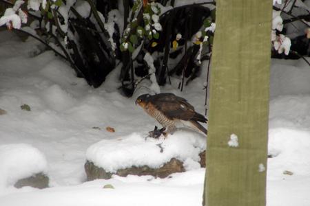 A Sparrow Hawk in the snow by Echo reader Lesley Harrod.