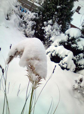 Some snow pictures from Hedge End 2nd of December 2010 by Echo reader Kerry Talman
