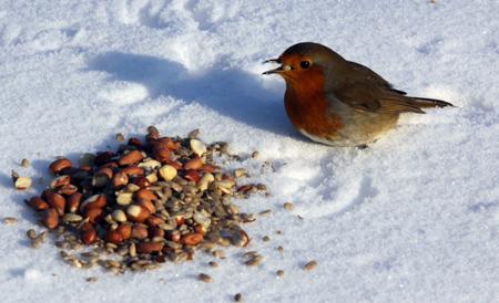 Robin in the snow by Echo reader Jacky Daniel