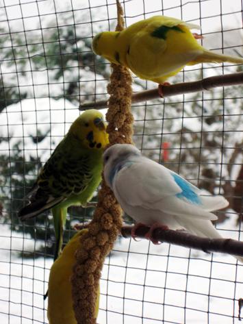 Budgies enjoying the snow. They're fine as long as they can get in the warm and dry shed part of their aviary. Taken 3/12/10 From Echo reader Joy.