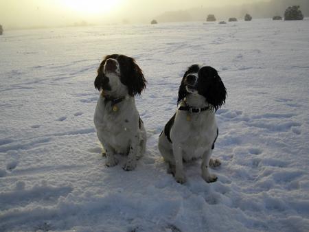 Springer Spaniels enjoying the snow in The New Forest. By Echo reader Dave Porter.