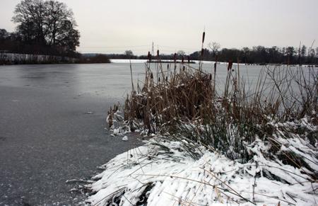 Bulrushes, Snow and a completely frozen lake, At Testwood Lakes. By Echo reader Timothy Pearce.