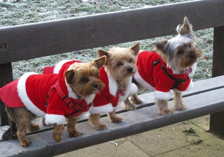 Yorkies Penny, Ellie and Sadie, from Townhill
Park, Southampton.