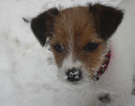 Jack Russell-cross Milo
from Eastleigh