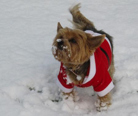 This wintery picture was sent in by Ellie’s
owners Maria and Theresa Smith, from
Adur Close, West End.