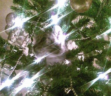 Smudge hiding in the Christmas tree