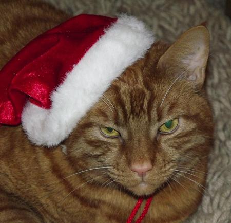 Bubba the Christmas moggy