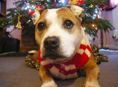 A festive Jess a Staffie/Bulldog cross