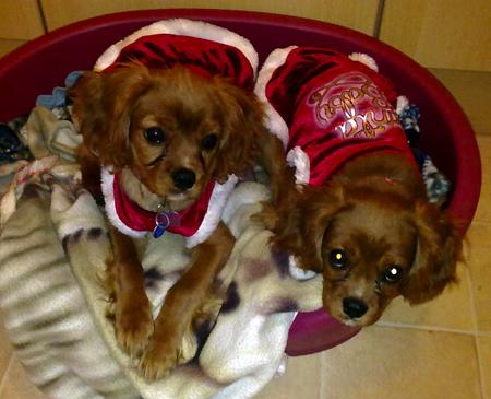 Annie and Lottie…..Sisters! 4 mths old Cavalier King Charles Spaniels.