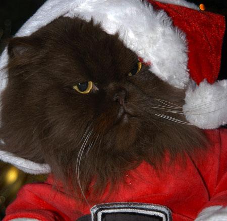 Yogi Bear on Christmas Day in his dress.  Hes a chocolate persian cat who is six and a half years old.  Owner Mrs Helen Williams