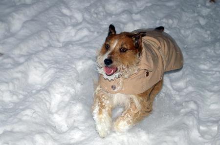 Jake the Jack Russell cross having fun in the snow