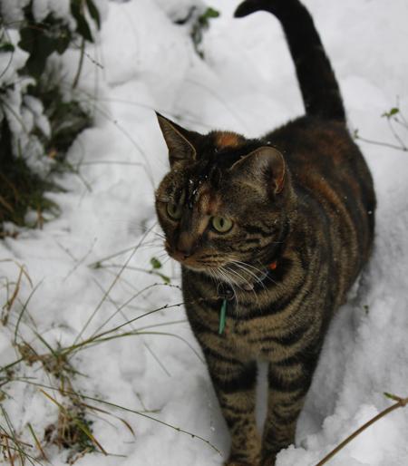 Molly enjoying the snow 