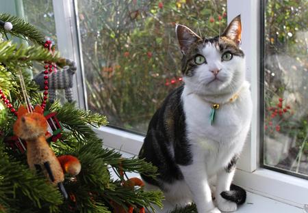 Harry,  poor little fellow was very ill during 2010 and has heart disease so we have to inject him twice a day and give him tablets but luckily is doing well and enjoys sitting by the Christmas tree