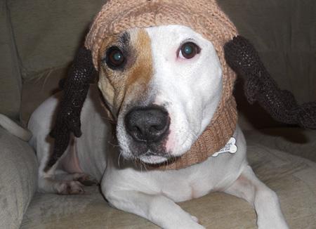 Rescue dog Charlie, a Staffie cross, in his knitted Reindeer hat