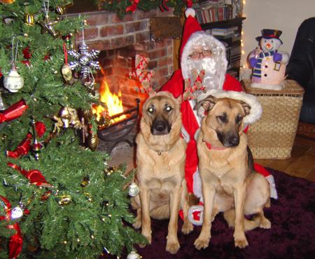 M.Davies sent in this pic of
Mitzi & Dusty, age 3 yrs. GSDs, with Santa! 