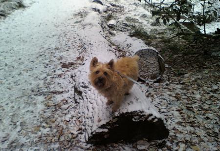 samantha broomfield' dog charlie whos 3 and a cairn terrier 