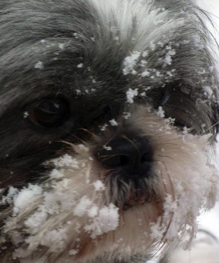 VANESSA ELY.
 CASEY
3 YEARS OLD.
Breed :   SHIH - TZU.