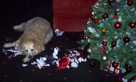 Alison Squibb's golden retriever Ellie opens her Christmas presents.
