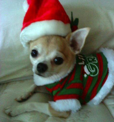 Sammyjo Ashley Payne sent in this picture of her chihuahua Kenzie