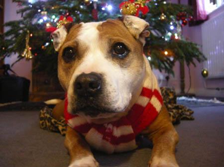 Jess - Staffie/Bulldog Cross - 10 yrs old - rescued from The Blue Cross.

Mrs M Hyde