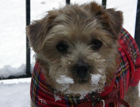 John and Mary Chase sent in pic of "scamp" and she is a norfolk terrier