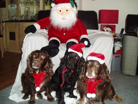 buzz, oollie and woody age 6  2  9  cocker spaniels   mr pearce