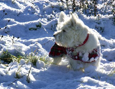 Linda Dalley sent in this pic of her West Highland White Terrier Daisy