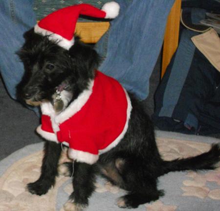 Jack Russell cross puppy Daisy in her Santa suit from Myra Riches