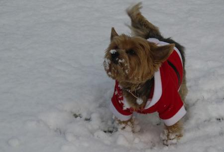 Yorkshire Terrier Ellie Mae Smith aged thirteen and three quarters (the three quarters is important when you're an old girl!!)  Playing in the snow!