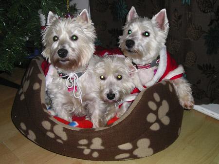 Joanne Rooke's pets maisie honey and betty all resuced from many tears aged 4 years anhd are westies.
