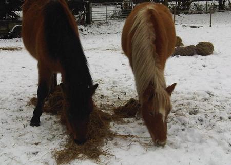Tamsin Harris from Totton sent in this pic of Ella and Pinky, 1 and 2 year old New Forest Ponies.