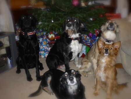 Leanne Parsons dogs Bailey, black Lab, 2yr old, Jake 8 yr old Lurcher Collie cross, Honey6 yrs old Whippet Collie Cross, Mutley, 17year old mongrel and Mouse, 18mth old Jack Russell!

