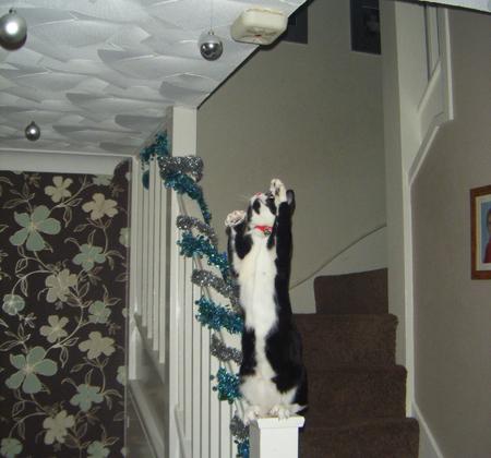 Pet name: Scooby, Black & White Cat, 7months old.... enjoying his 1st xmas, sat in the tree!!!! & attacking a bauble on the ceiling!