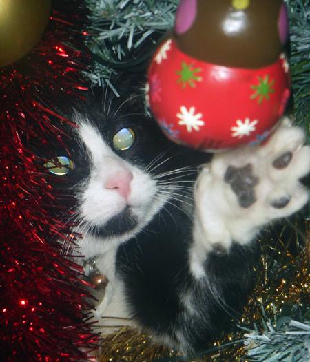 Kate Whettingsteel's pic of  Scooby, Black & White Cat, 7months old.... enjoying his 1st xmas, sat in the tree!!!! & attacking a bauble on the ceiling!