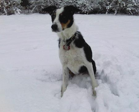 Tamsin Harris from Totton. Pic of Daisy 5yr old Border Collie.