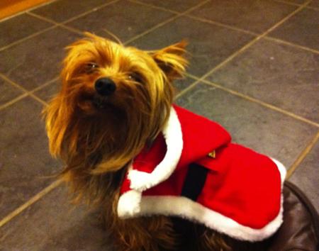 Alfie the Yorkshire terrier age 7 from Weston. from Jodie Cox 