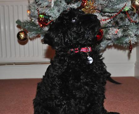 This is Ozzy he's a Miniture Labradoodle aged 14 weeks sent in by Steve Baker