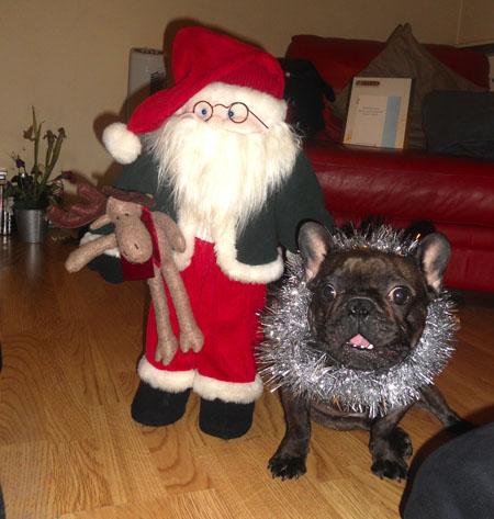 MR MICHAEL TURNER sent in this pic of his French Bulldog Meatball