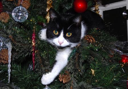British short hair moggie "George" scaling the christmas tree,once settled he would nodd off for an hour or two
in the tree.
From Alan Hunton And Jennifer Szasz